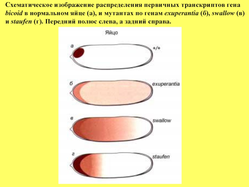 Схематичное изображение Гена. Распределения Гена. Ген схематическое изображение красное. Яйцо гены.