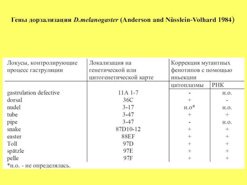 Гены развития дрозофилы