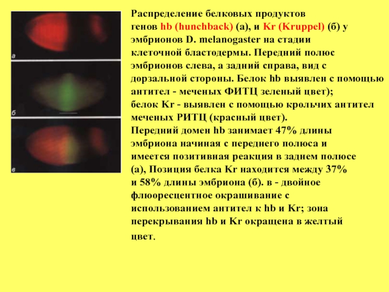 Распределение белков. Перекрывание генов. Полюса эмбриона. Перекрывание последовательности генов.