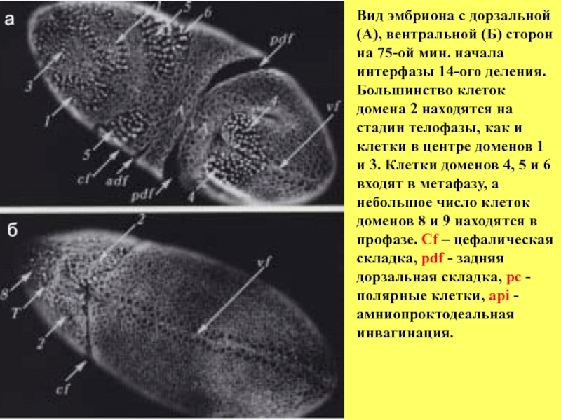 Гены развития дрозофилы