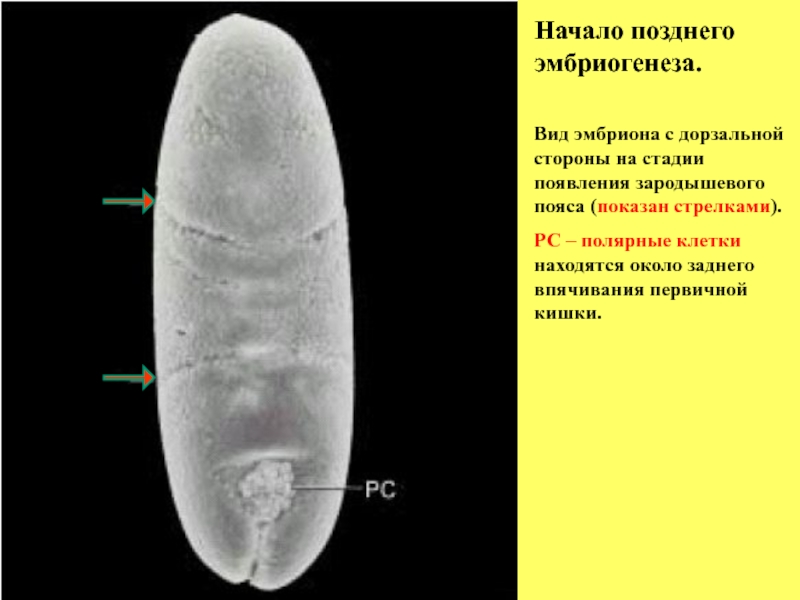 Гены развития дрозофилы