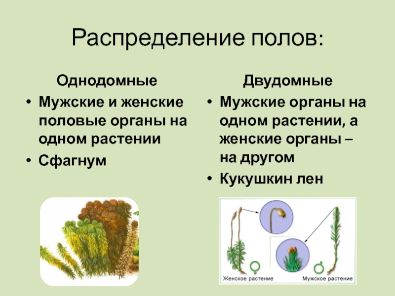 Чем однодомные растения отличаются от двудомных. Сфагнум однодомное или двудомное. Однодомные мхи.