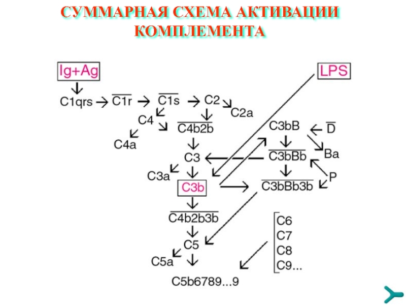 Схема активации комплемента