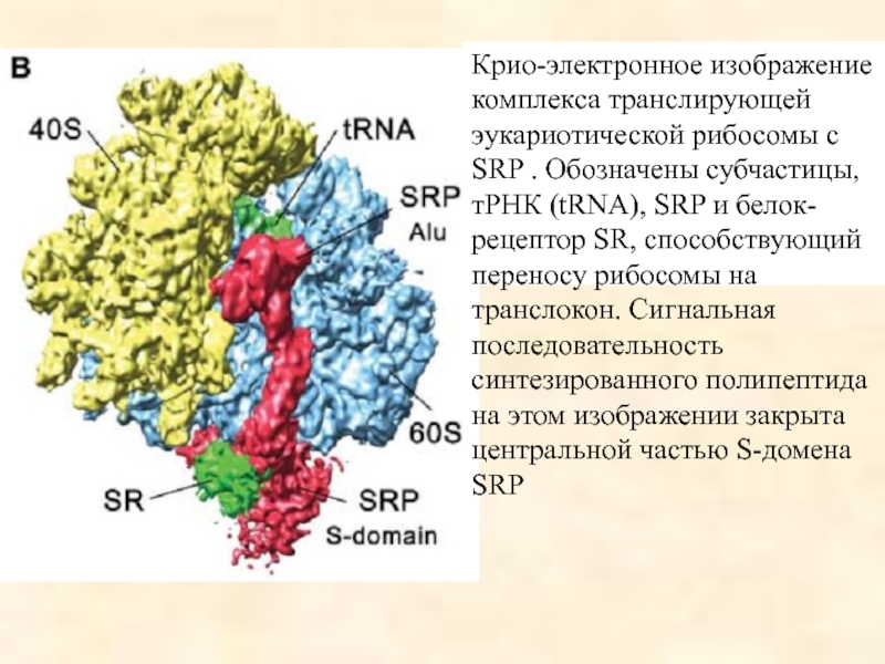 Рибосомы синтезируют полипептиды. Транслокон. Сигнальная последовательность белка. ТРНК селеноцистеин.
