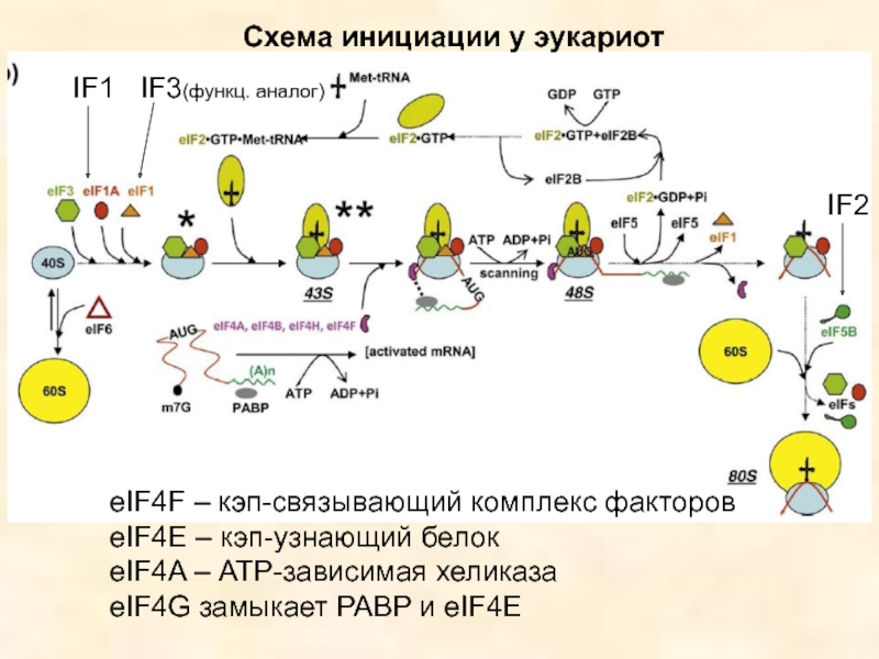Инициация 5. Схема инициации синтеза белка. Трансляция у эукариот схема. Инициация трансляции у эукариот. Факторы инициации трансляции у эукариот.