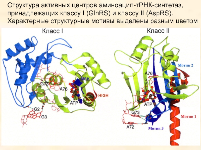 Активная структура. Фермент аминоацил-ТРНК-синтетаза. Строение аминоацил ТРНК синтетазы. Аминоацил-ТРНК-синтетаза класс ферментов. Функция аминоацил-ТРНК-синтетаз.
