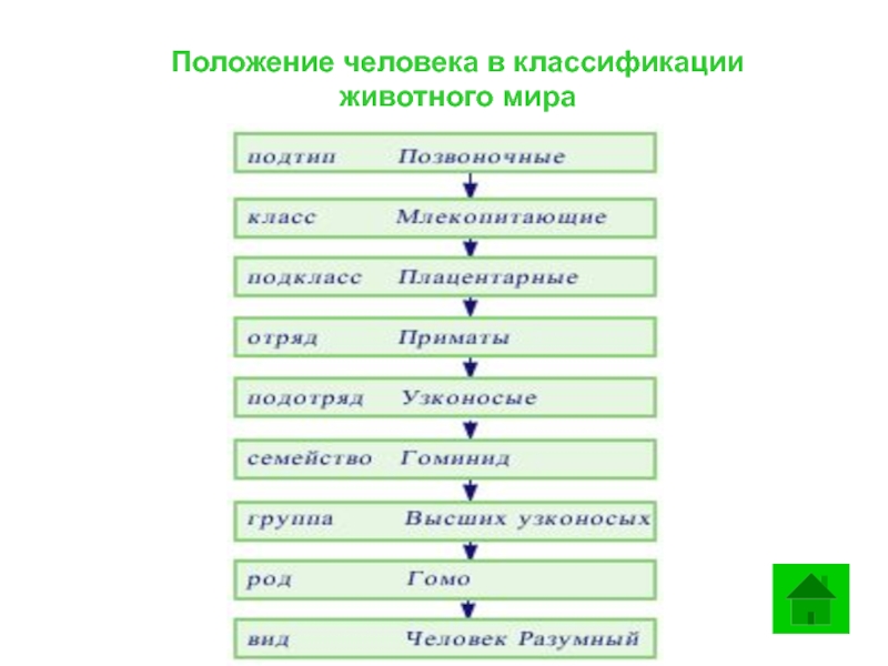 Люди какой класс животных. Положение человека в классификации. Место человека в системе животного мира. Классификация животных человек. Положение человека в систематике.