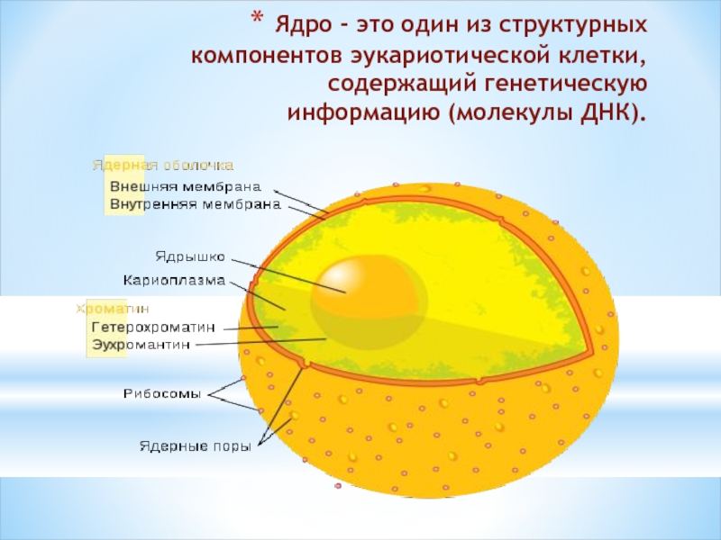 Ядро клетки окружено