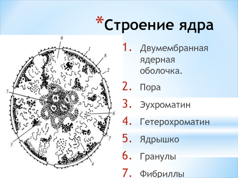 Оболочка ядрышко