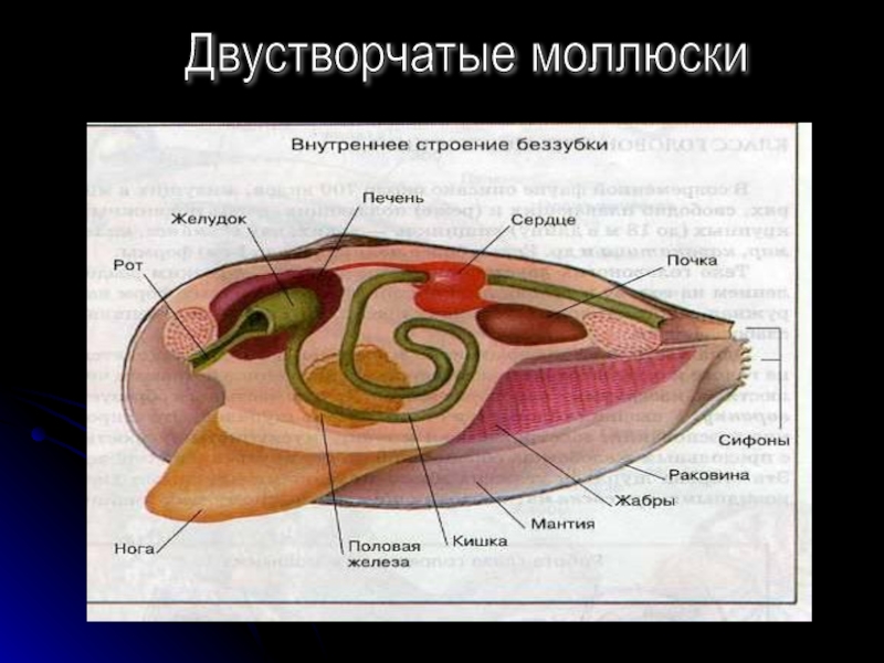 Моллюски схема строения