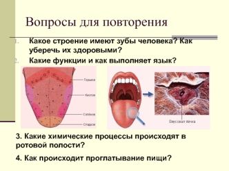 Пищеварение в желудке