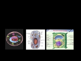 Органические и неорганические вещества входящии в состав клетки
