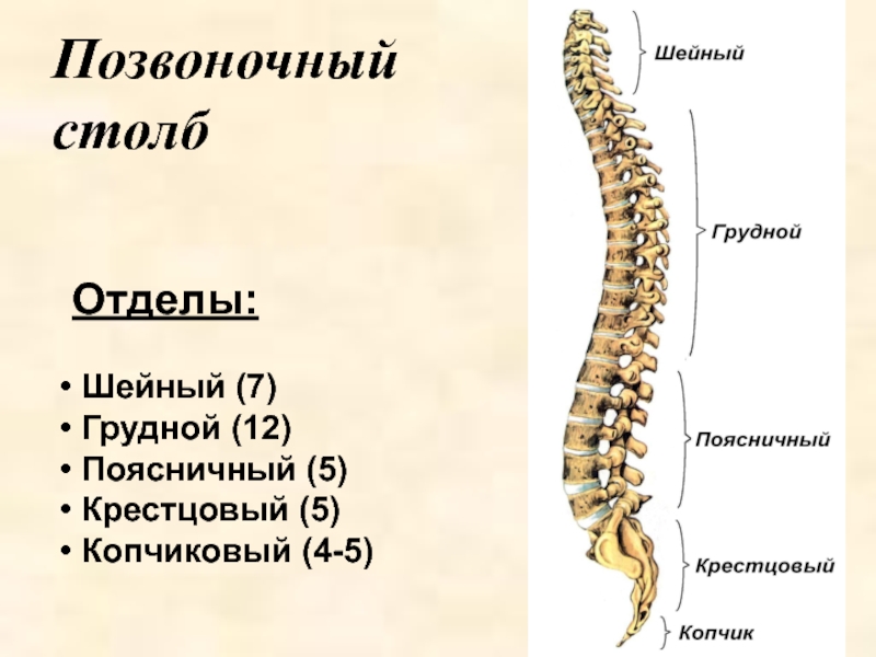 Расположите отделы. Позвоночный столб 7шейгый. Отделы скелета туловища. Скелет туловища отделы позвоночника. Скелет туловища позвоночник поясничный.