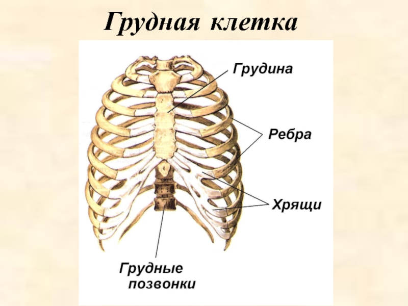 Грудная клетка презентация