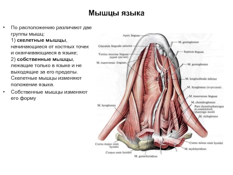 Мышцы языка схема