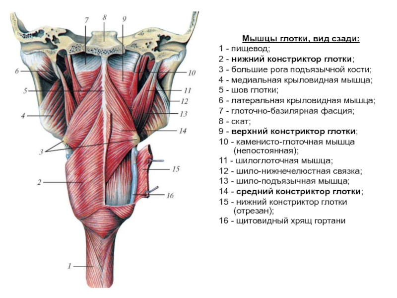 Мышцы языка анатомия картинки