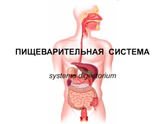 Пищеварительная система