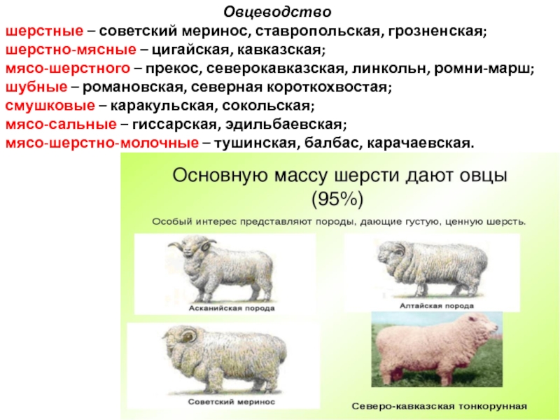 Овцеводство в россии карта