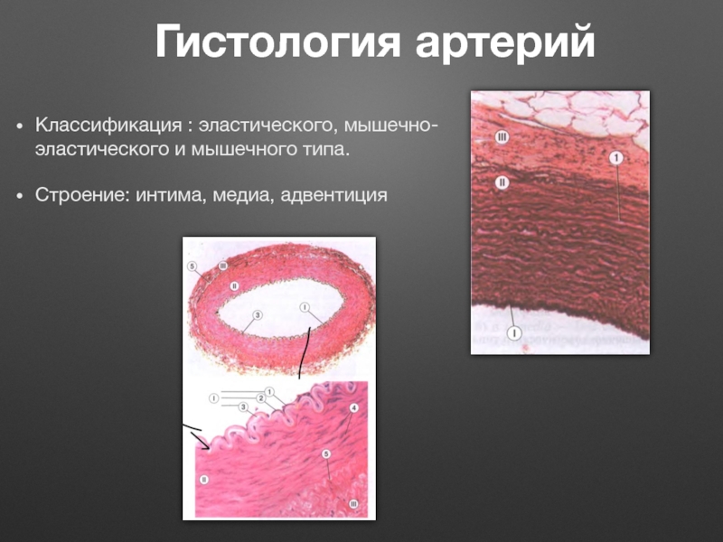 Артерии эластического типа гистология рисунок