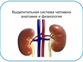 Выделительная система человека: анатомия и физиология