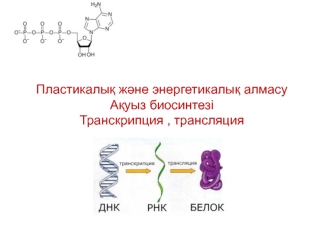 Пластикалық және энергетикалық алмасу. Ақуыз биосинтезі. Транскрипция, трансляция