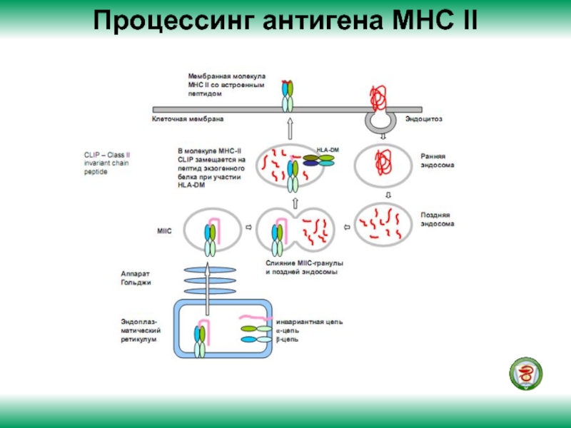 Презентацию антигена могут осуществлять