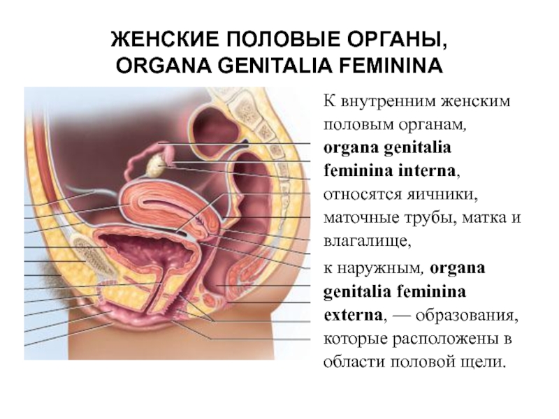 Половые Органы Женщины Фото