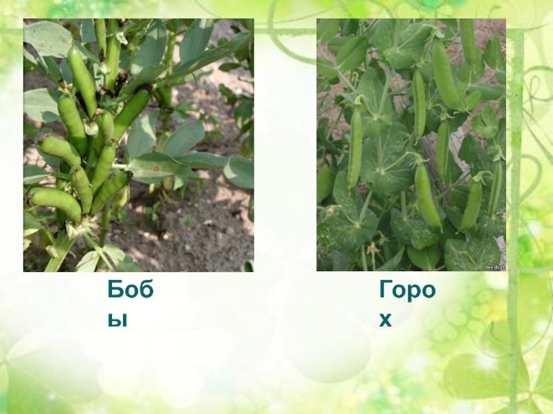 Боб гороха. Семейство бобовые. Функция Боба гороха. Семейство бобовые презентация 7 класс.