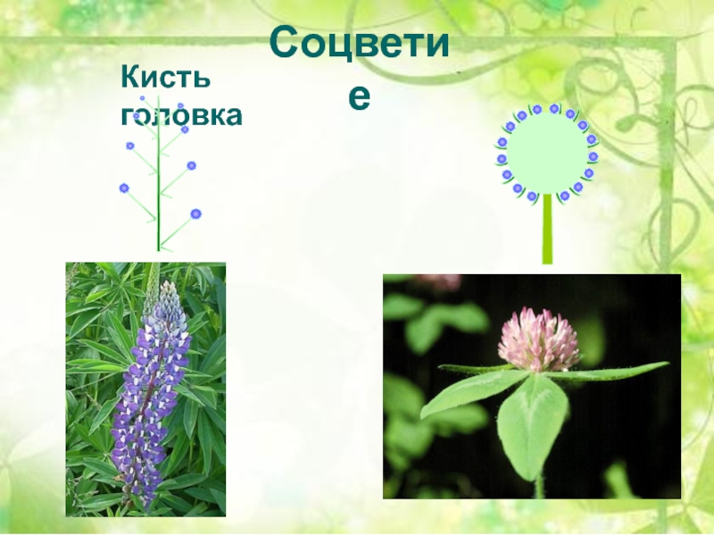 Соцветие головка описание. Соцветие кисть и головка. Строение соцветия головка. Бобовые соцветие головка. Семейство бобовые соцветие.