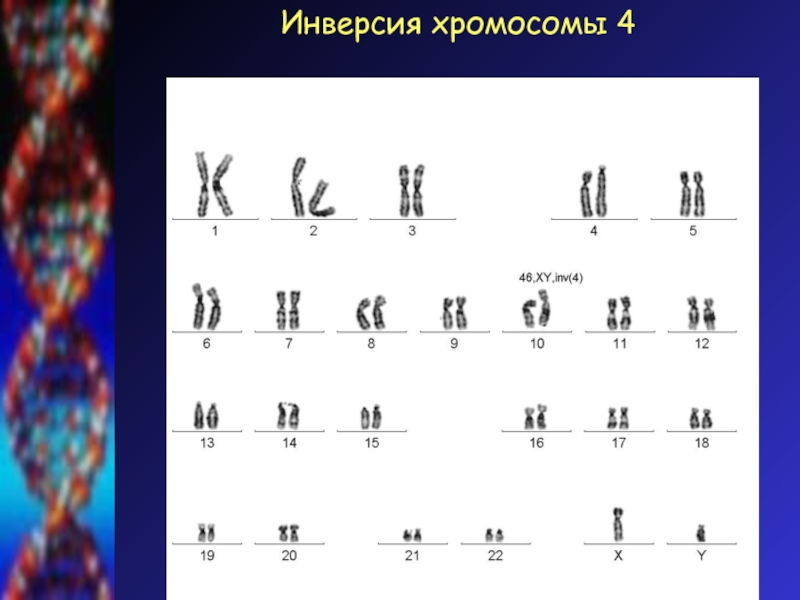 Транслокация хромосом фото