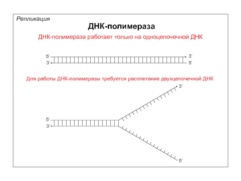 Расплетание цепей днк. Репликация ДНК ДНК полимеразы. РНК полимераза в репликации ДНК. Как работает ДНК полимераза. Задания 5. ДНК.