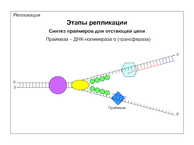 3 этапа репликации. ДНК полимераза репликация ДНК. Этапы репликации отстающей цепи. Репликация РНК Праймеры. Праймаза в репликации ДНК.