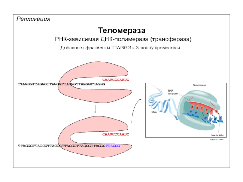 Рнк зависимая рнк полимераза. Теломераза ДНК зависимая РНК полимераза. Теломераза в репликации. ДНК теломераза. РНК полимераза в репликации ДНК.