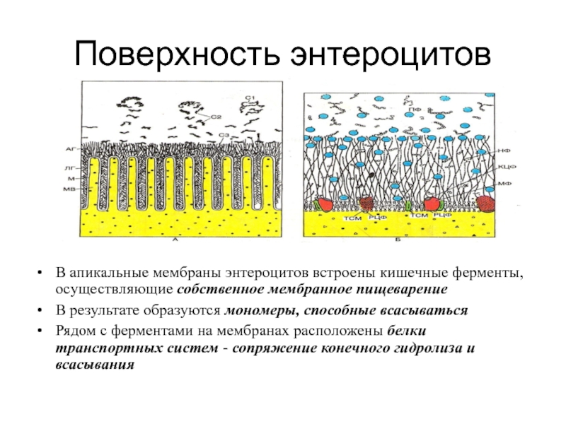 Поверхности мембраны. Базальная мембрана энтероцита. Базальная мембрана и апикальная мембрана. Апикальная мембрана энтероцитов. Апикальная мембрана эпителия.