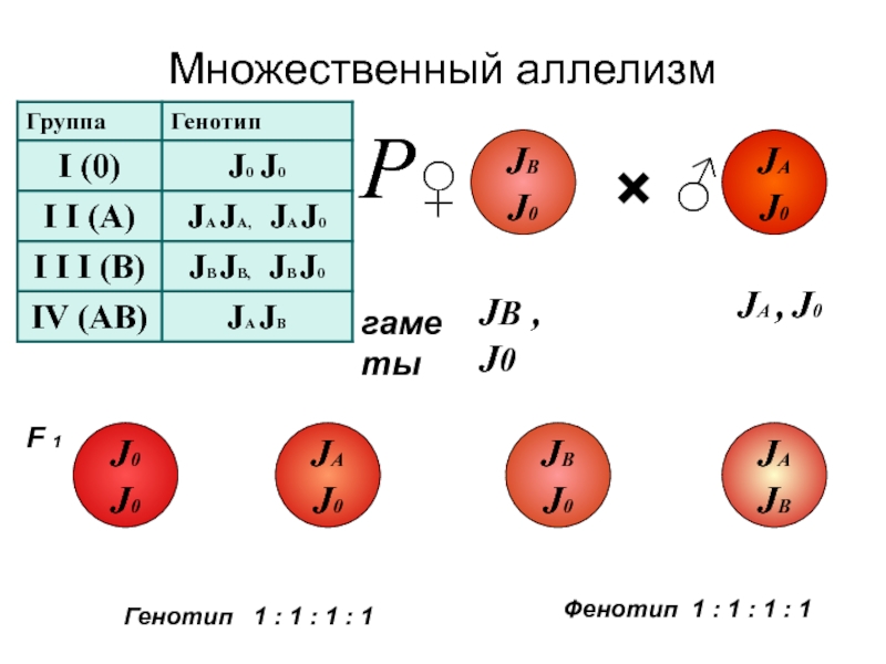 Генотип 7 6. Множественный аллелизм и кодоминирование. Аллелизм. Множественный аллелизм.. Множественный аллелизм примеры. Множественные аллели это в генетике.