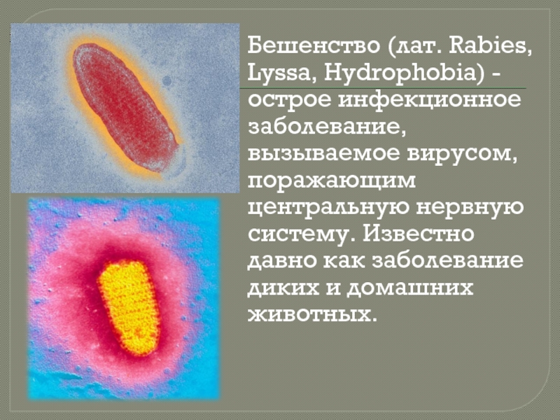 Вирус бешенства клиническая картина