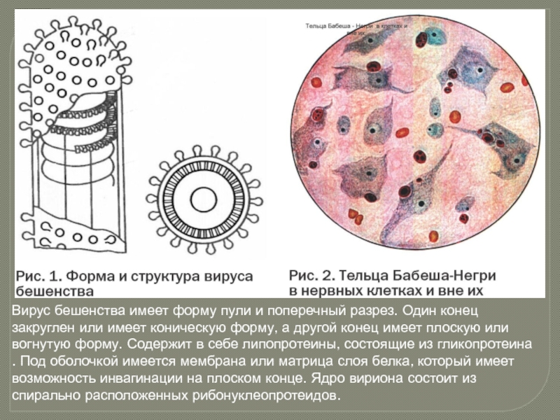 Вирус бешенства фото