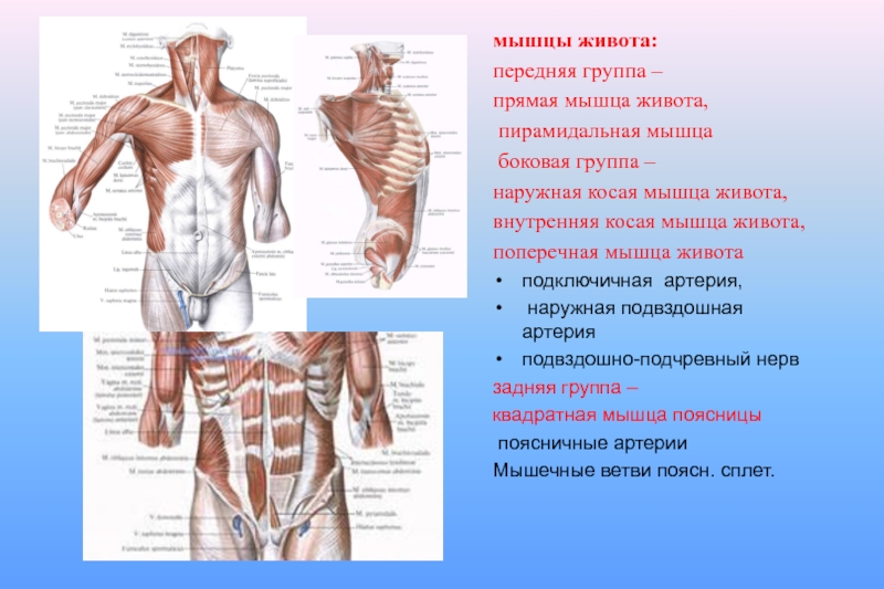 Передняя прямая мышца живота. Мышцы брюшного пресса иннервация. Поперечная мышца живота вид сбоку. Пирамидальная мышца живота иннервация. Передняя группа мышц живота.