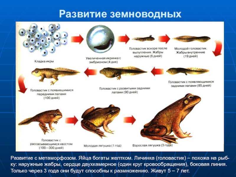 Составьте план ответа о разведении рыб