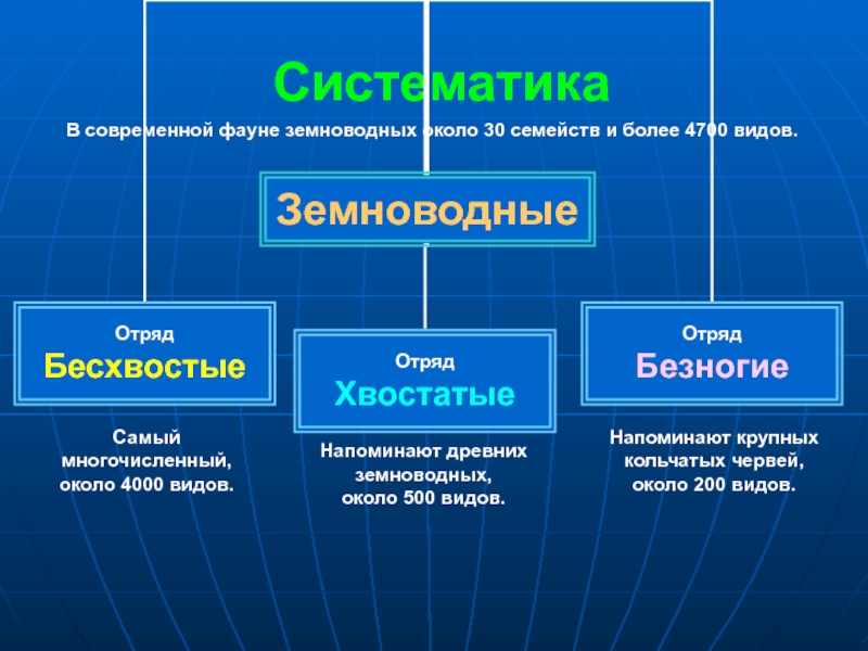 Классификация земноводных схема