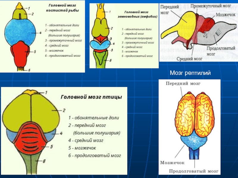 Мозг земноводных схема