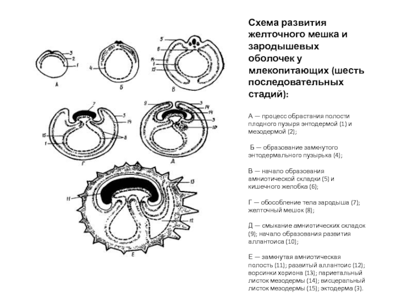 Установите соответствие между структурами и зародышевыми листками обозначенными на рисунке 1 и 2