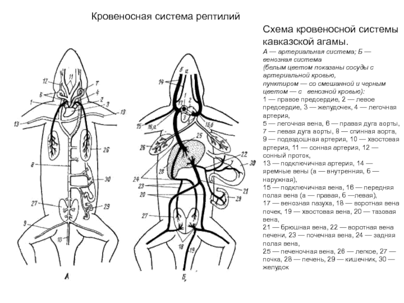 Кровеносная система рептилий схема