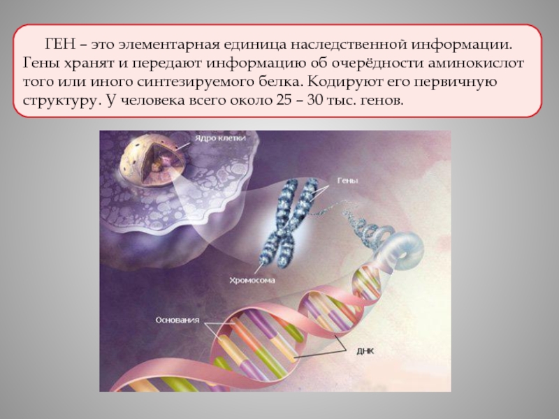 Наследственная информация ген. Ген это единица наследственной информации. Кто является единицей генетической информации. Признаки нарушения генов, хранящих информацию о развитии организма. Белок хранит ген инфо.