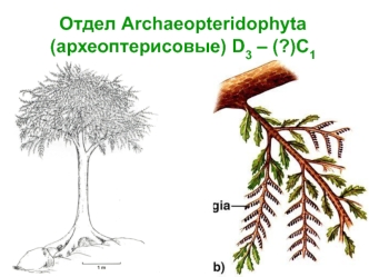 Окаменелости растений