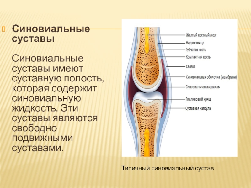 Строение сустава картинка