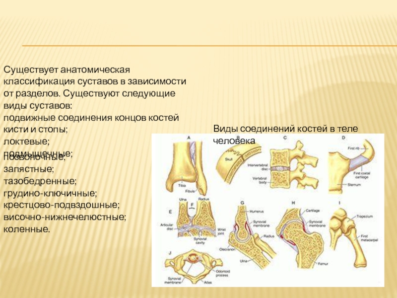 Подвижное соединение костей суставы. Анатомическая классификация суставов. Типы соединения суставов. Строение и классификация суставов. Соединение суставов анатомия классификация.