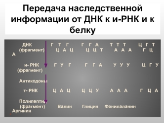 Передача наследственной информации от ДНК к и-РНК и к белку