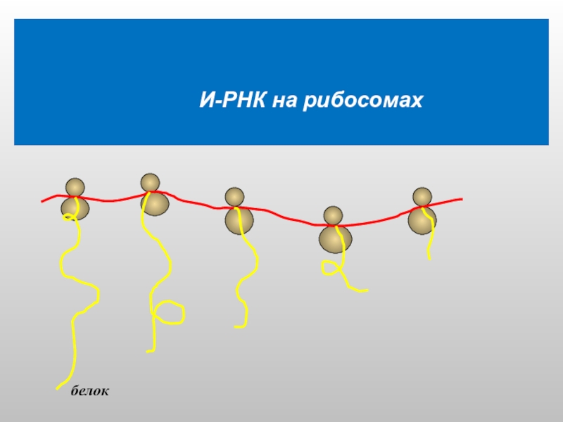 Матричная цепь рнк. Объединение ИРНК С рибосомой. Матричный Синтез это в биологии. Плюс-нитевая ИРНК.
