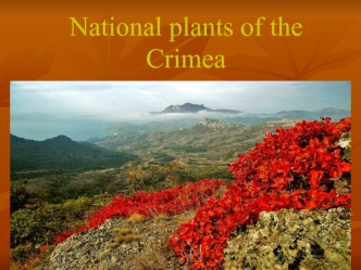 National plants of the Crimea